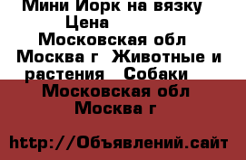 Мини Йорк на вязку › Цена ­ 3 000 - Московская обл., Москва г. Животные и растения » Собаки   . Московская обл.,Москва г.